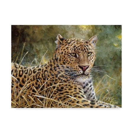 Jeff Tift 'Leopard Portrait' Canvas Art,35x47